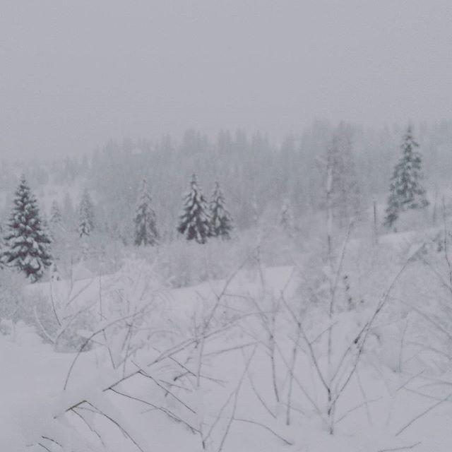 Zacharovany Karpaty Slavske Bagian luar foto